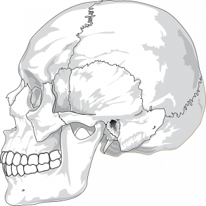 skull-31060_640
