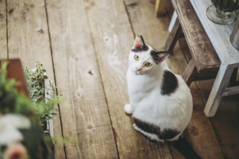 猫顔女子の13の特徴とメイク術＆似合う髪型！女性芸能人も総まとめ