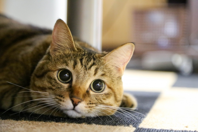 猫顔女子の13の特徴とメイク術＆似合う髪型！女性芸能人も総まとめ